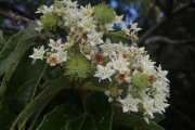 <strong>Commersonia bartramia - Ramon, Laurence - 124</strong><br />© Ramon, Laurence